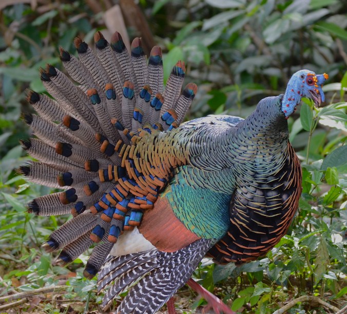 Ocellated Turkey by Emil Flota - La Paz Group