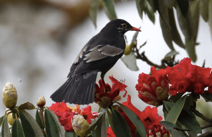 Grey-Winged Blackbird by Gururaj Moorching -La Paz Group