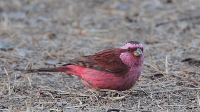 Pink-browed Rosefinch by Gururaj Moorching - La Paz Group