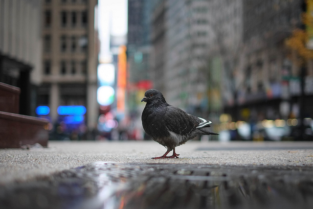 newyorkpigeon