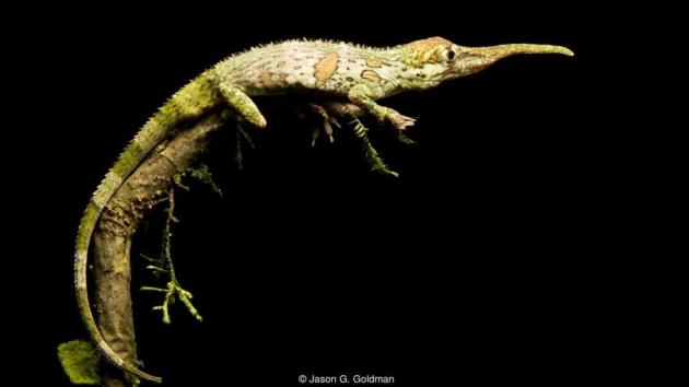 pinocchio20lizard_zpsnwefj0ks