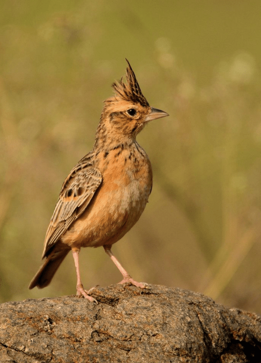 Tawny Lark by Ramesh Desai - La Paz Group