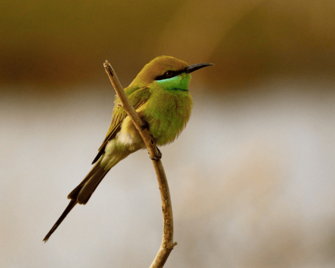 Green Bee-eater by Ramesh Desai - La Paz Group