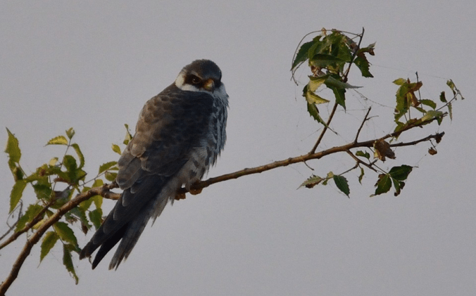 Amur Falcon by Ramesh Desai - La Paz Group