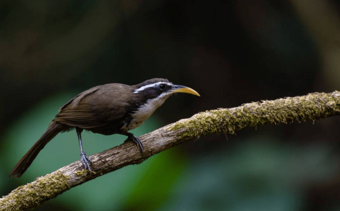 Indian Scimitar-Babbler by Ramesh Desai - La Paz Group