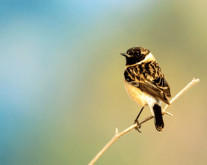 Siberian Stonechat by Ramesh Desai - La Paz Group