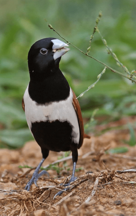 Munia by Gururaj Moorching  - La Paz Group