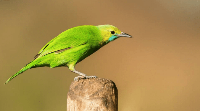 Jerdon's Leafbird - Female by Ramesh Desai - La Paz Group
