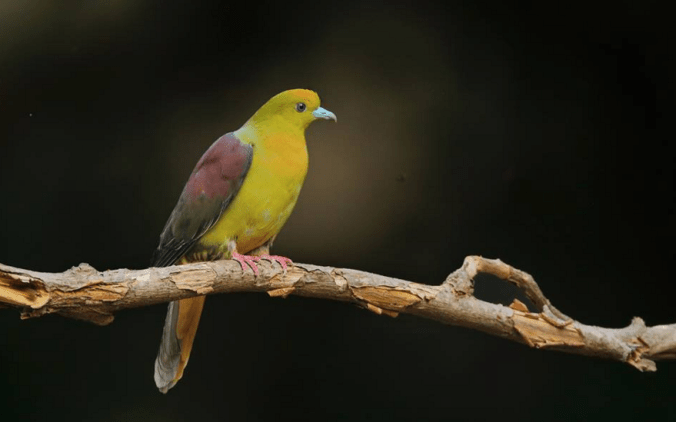 Wedge-tailed Green Pigeon by Gururaj Moorching - La Paz Group