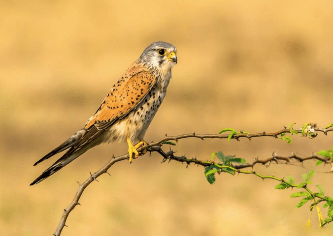 Common Kestrel by Ramesh Desai - La Paz Group