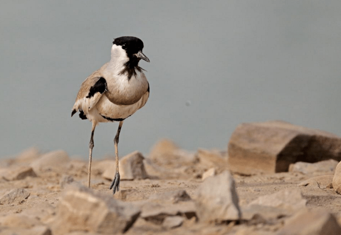 River Lapwing by Gururaj Moorching - La Paz Group