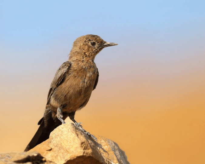 Brown Rock Chat by Gururaj Moorching - La Paz Group