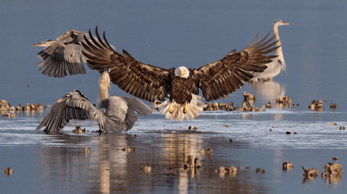 Bald Eagle and Great Blue Herons. Photo: Bonnie Block/Audubon Photography Awards