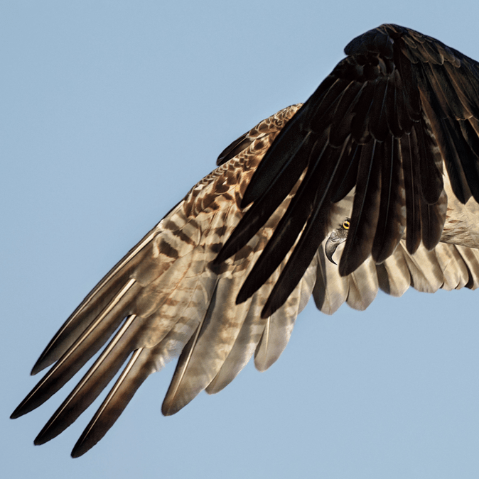 Osprey. Photo: Dick Dickinson/Audubon Photography Awards