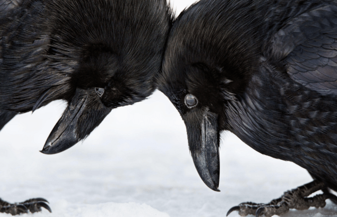Common Ravens. Photo: Colleen Gara/Audubon Photography Awards 