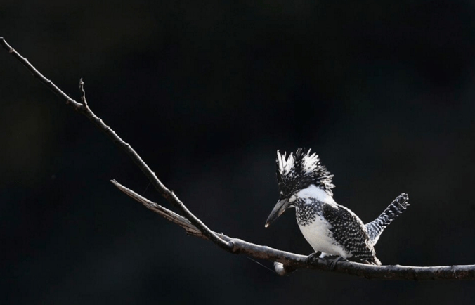 Crested Kingfisher by Gururaj Moorching - La Paz Group