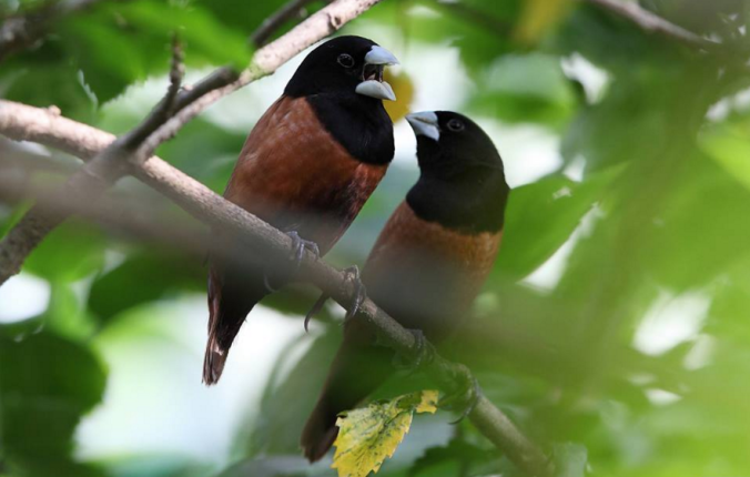 Chestnut Munias by Gururaj Moorching - La Paz Group