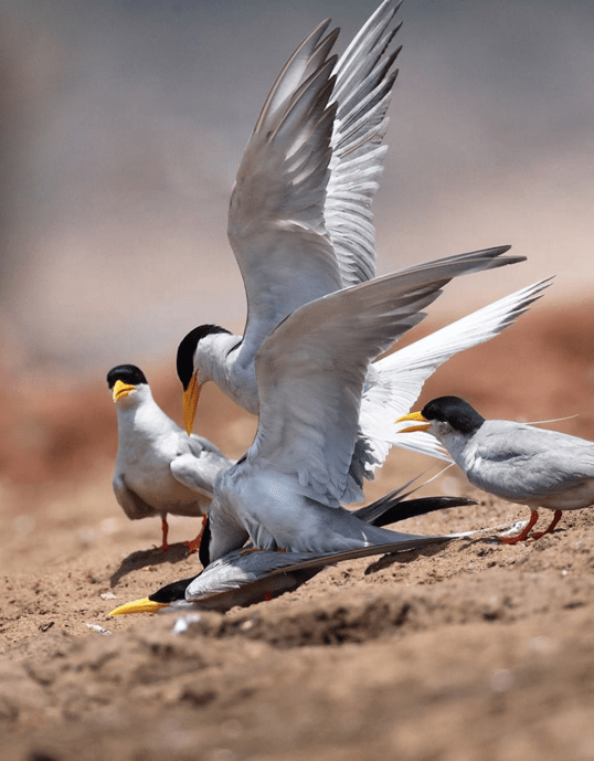 River Terns by Gururaj Moorching - La Paz Group