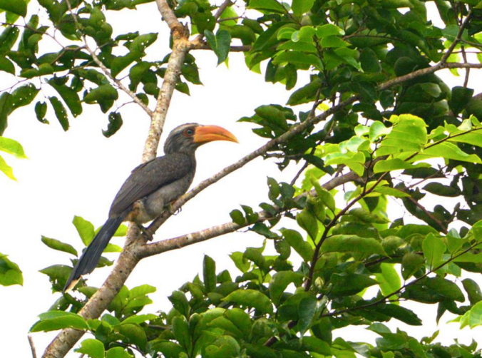 Malabar Grey Hornbill by Punnet Dhar - La Paz Group