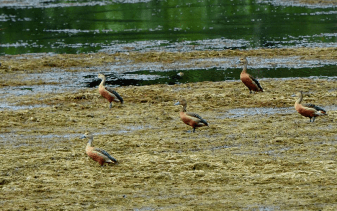 Lesser Whistling Ducks by Puneet Dhar - La Paz Group