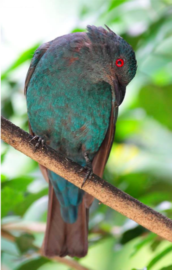  Asian Fairy-bluebird by Gururaj Moorching - La Paz Group