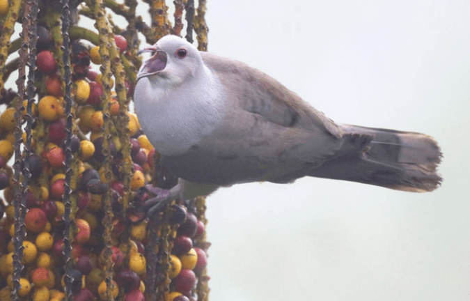 Mountain Imperial Pigeon by Gururaj Moorching - La Paz Group