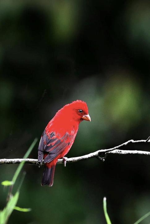 Scarlet Finch by Gururaj Moorching - La Paz Group