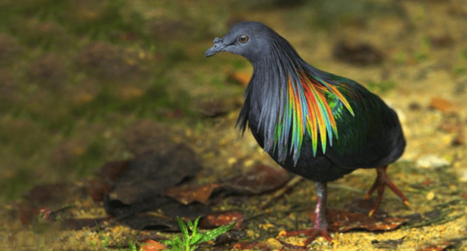 Nicobar Pigeon - male - by Gururaj Moorching - La Paz Group