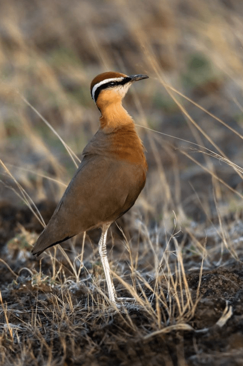 Indian Courser by Ramesh Desai - La Paz Group