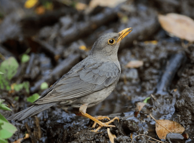 Tickell's Thrush by Gururaj Moorching - La Paz Group