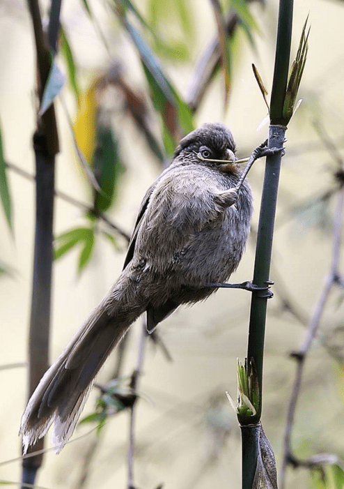 Brown Parrotbill by Gururaj Moorching - La Paz Group