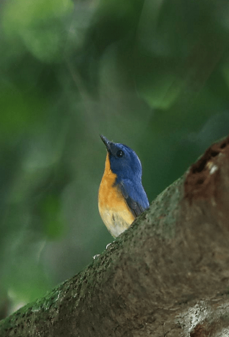 Large Blue Flycatcher by Gururaj Moorching - La Paz Group