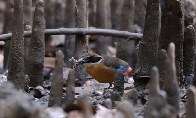 Mangrove Pita by Gururaj Moorching - La Paz Group