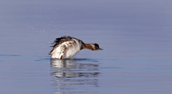 Black-necked Grebe by Gururaj Moorching - La Paz Group