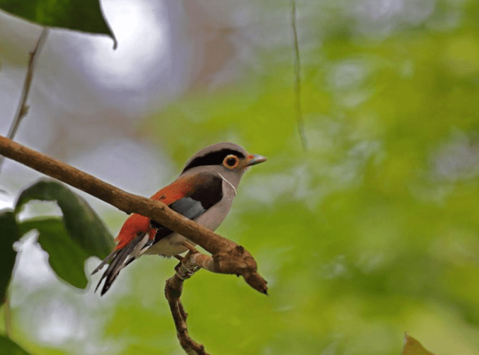Silver-breasted Broadbill by Gururaj Moorching - La Paz Group