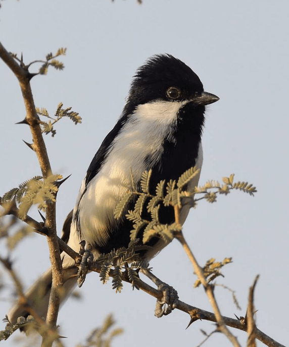 White-Naped Tit by Gururaj Moorching - La Paz Group