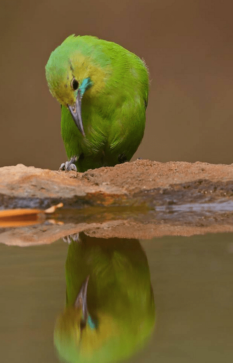 Jerdon's Leafbird by Gururaj Moorching - La Paz Group
