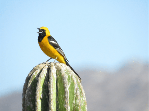 Screen Shot 2020-08-14 at 10.48.43 AM