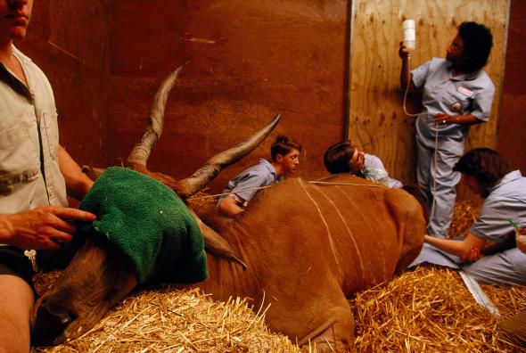 03waqanimalhorns-adapt-590-1