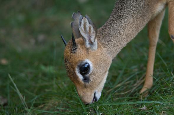 05waqanimalhorns-adapt-590-1