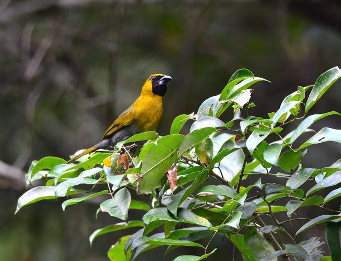 Black-faced Grosbeak by Emil Flota - La Paz Group