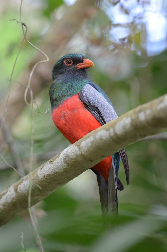 Slaty-tailed Trogon by Emil Flota - La Paz Group