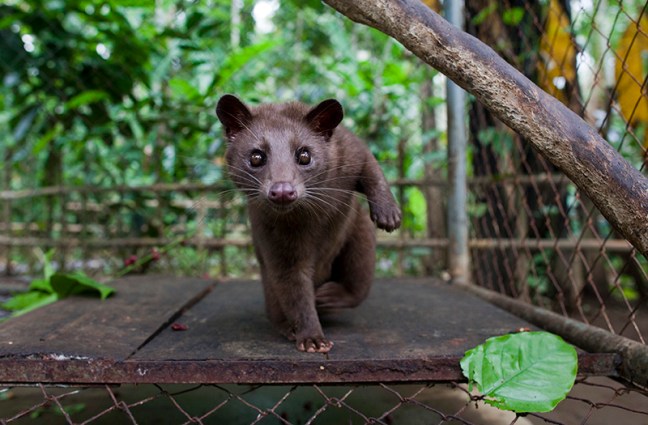 Indonesians Farm Civet Cats To Produce World's Most Valuable Coffee