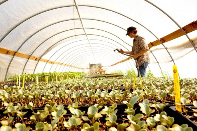 ben-watering-transplants-2