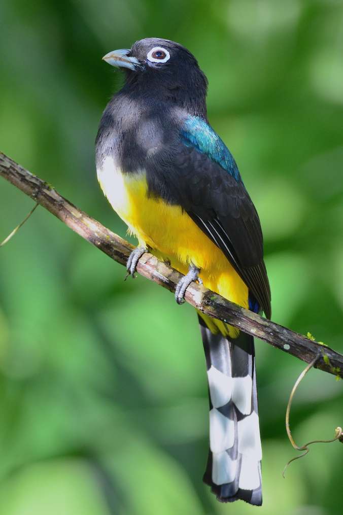 Black-headed Trogon by Emil Flota - La Paz Group