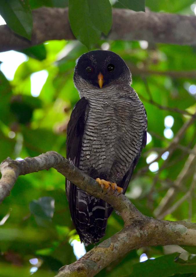 Black-and-white Owl by Emil Flota - La Paz Group