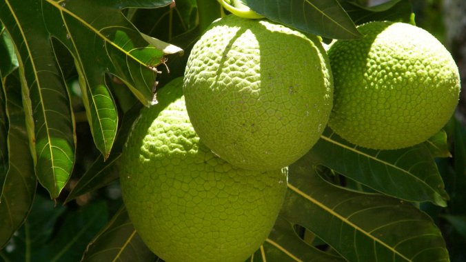 breadfruit_wide-4cafd8f5b004aa375b43dfd527929b0cc8e60e29-s1400-c85.jpg