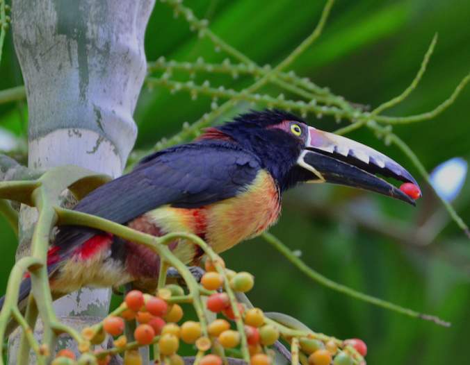 Collared Aracari by Emil Flota - La Paz Group