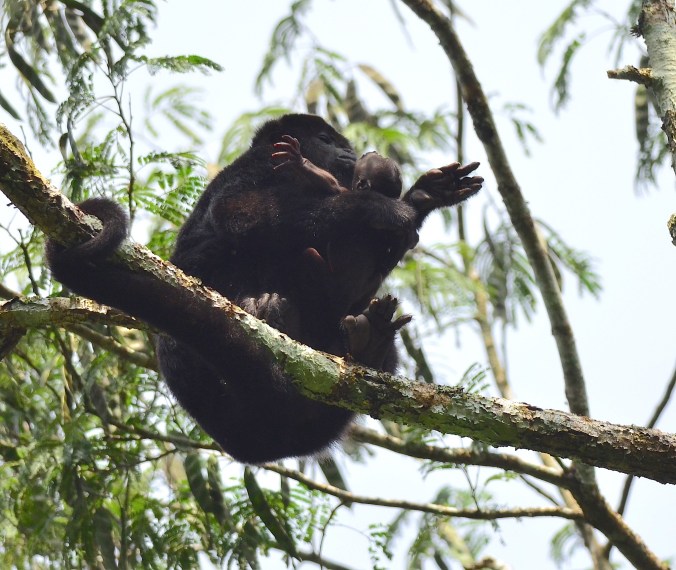 Female howler monkey with newborn by Emil Flota - La Paz Group