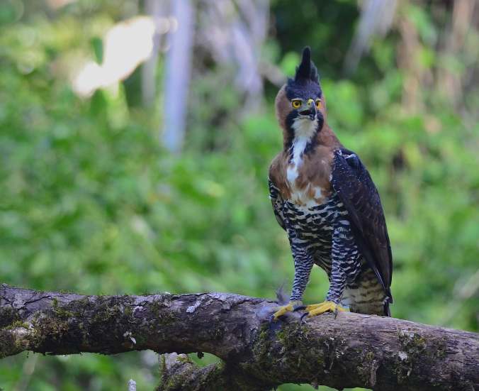 Ornate Hawk Eagle by Emil Flota - La Paz Group